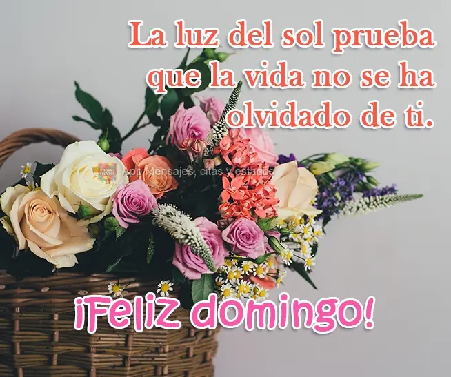 La luz del sol prueba que la vida no se ha olvidado de ti. ¡Feliz domingo!