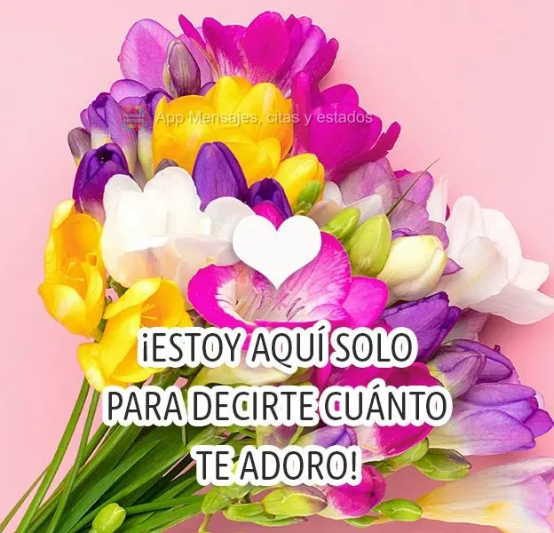 ¡Estoy aquí solo para decirte cuánto te adoro!