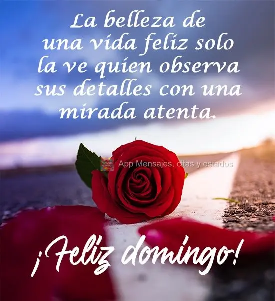 La belleza de una vida feliz solo la ve quien observa sus detalles con una mirada atenta. ¡Feliz domingo!