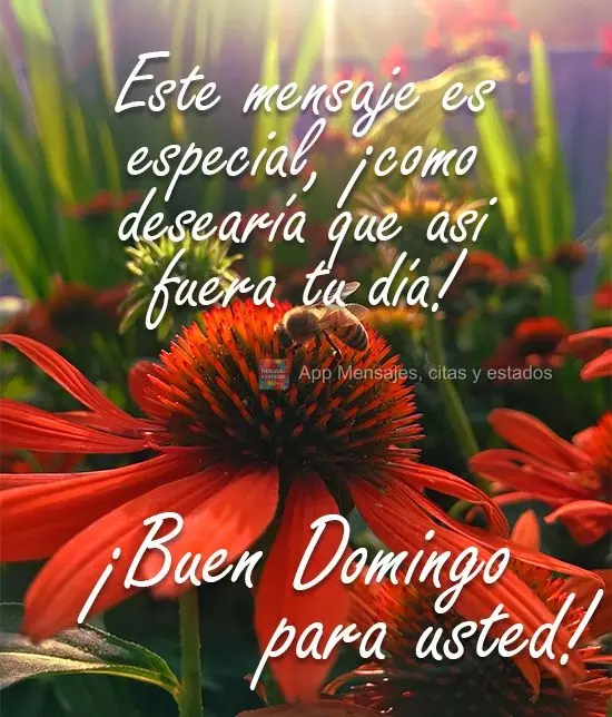 Este mensaje es especial, ¡como desearía que asi fuera tu día! ¡Buen domingo para usted!