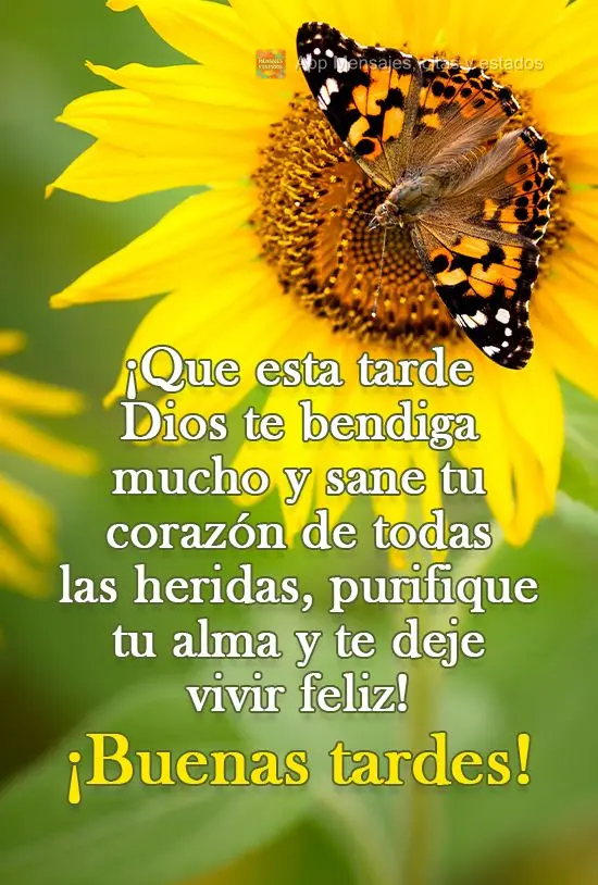 ¡Que esta tarde Dios te bendiga mucho y sane tu corazón de todas las heridas, purifique tu alma y te deje vivir feliz! ¡Buenas tardes!