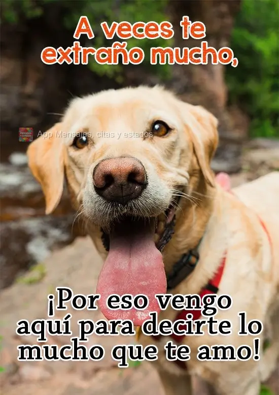 A veces te extraño mucho, ¡por eso vengo aquí para decirte lo mucho que te amo!