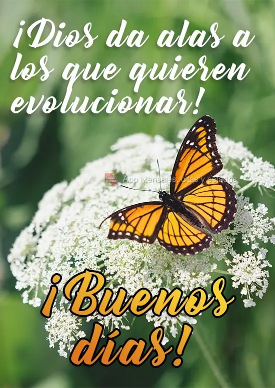 ¡Dios da alas a los que quieren evolucionar! ¡Buenos días!