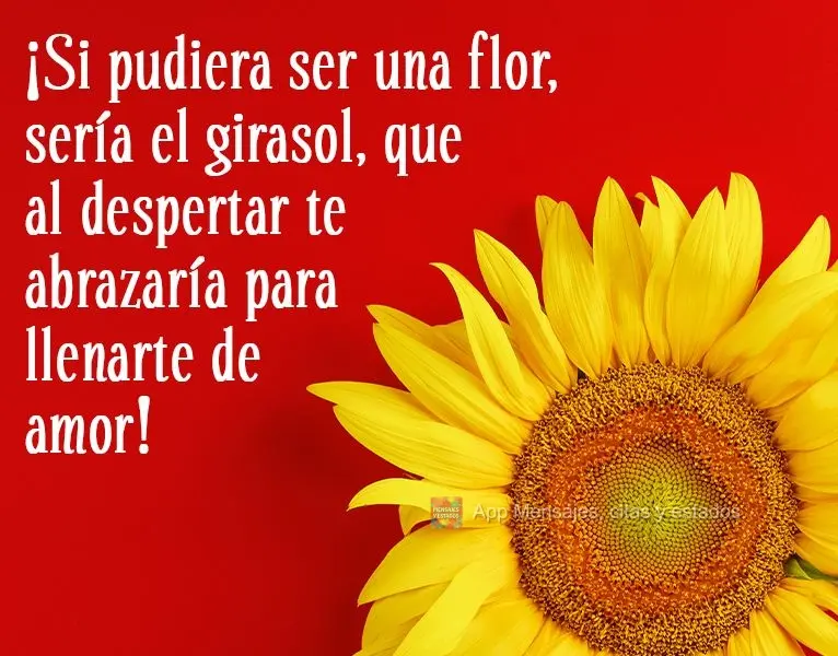 ¡Si pudiera ser una flor, sería el girasol, que al despertar te abrazaría para llenarte de amor!