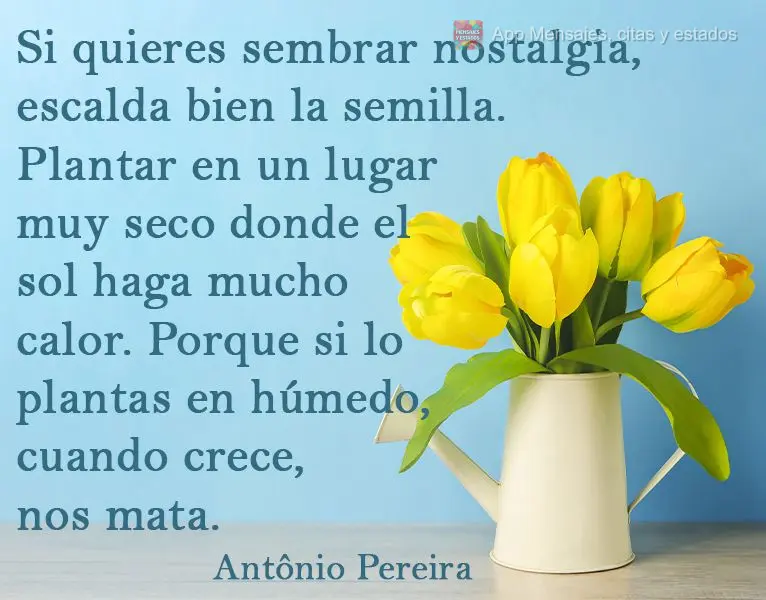 Se quiser plantar saudade, escalde bem a semente. Plante num lugar bem seco, onde o sol seja bem quente. Pois se plantar no molhado, quando crescer, mata...