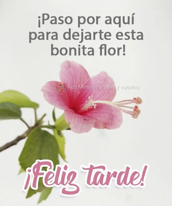 Passei aqui para lhe deixar essa linda flor!  Boa tarde!