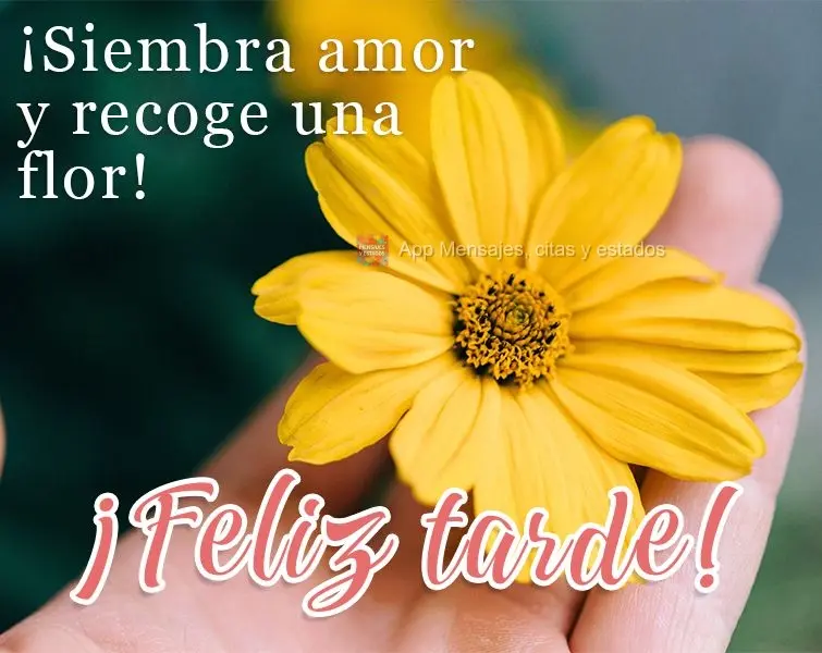 Plante amor e colha uma flor!  Boa tarde!