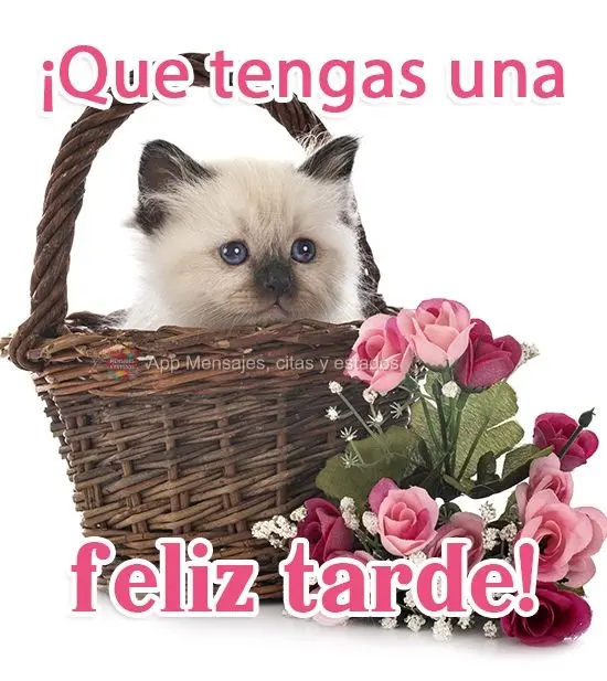 ¡Que tengas una feliz tarde!