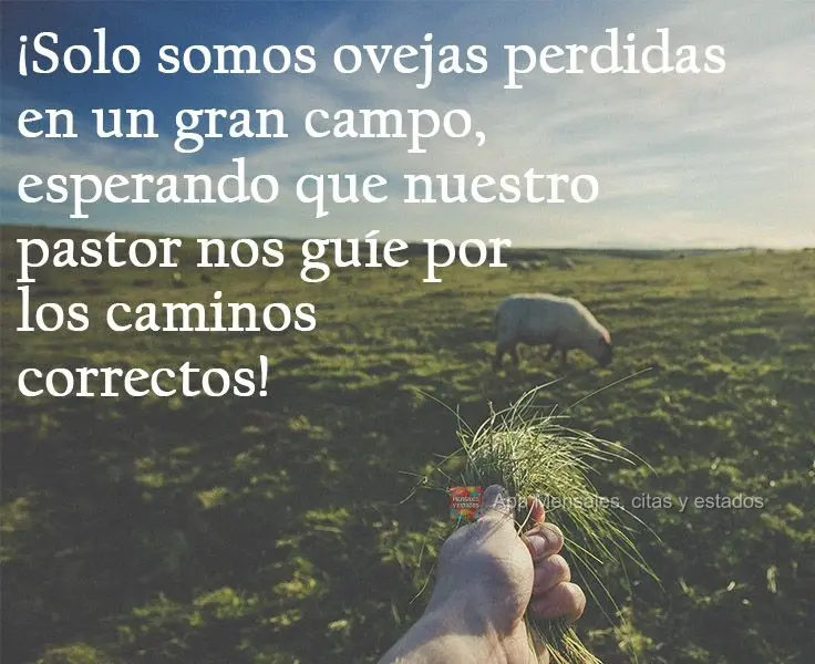 ¡Solo somos ovejas perdidas en un gran campo, esperando que nuestro pastor nos guíe por los caminos correctos!