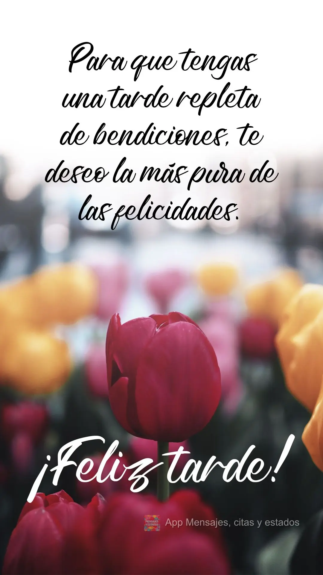 Para que tenha uma tarde repleta de bênçãos, desejo a mais pura das felicidades!  Boa tarde!