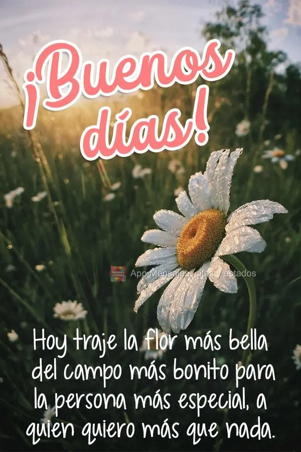 Hoje eu trouxe a flor mais bela do campo mais lindo, para a pessoa mais especial que eu gosto mais que tudo! Bom dia! 