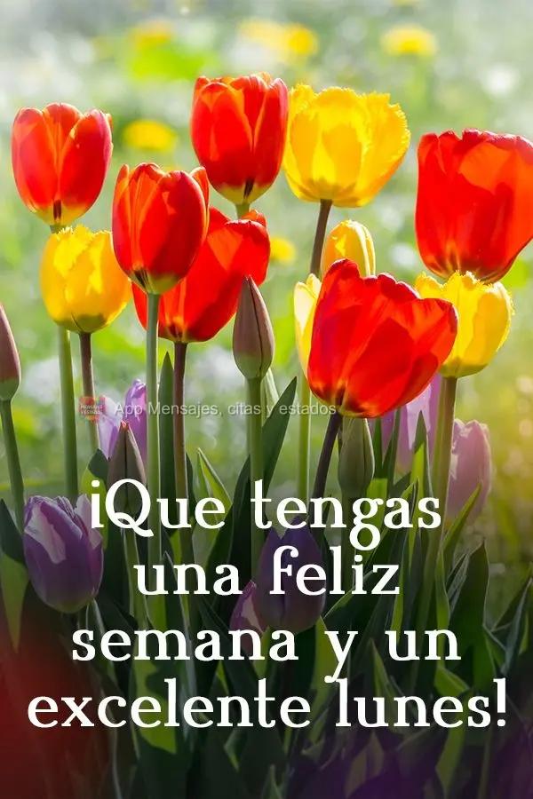 ¡Que tengas una feliz semana y un excelente lunes!