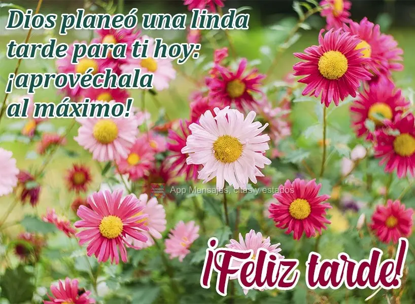 Deus planejou uma linda tarde para você hoje, aproveite intensamente! Boa tarde! 