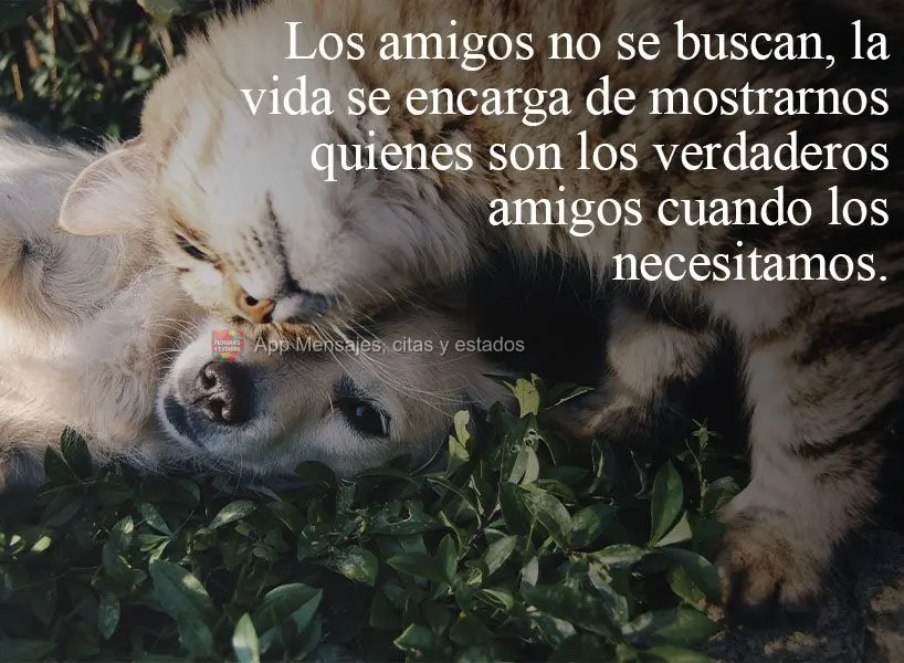 Los amigos no se buscan, la vida se encarga de mostrarnos quienes son los verdaderos amigos cuando los necesitamos.