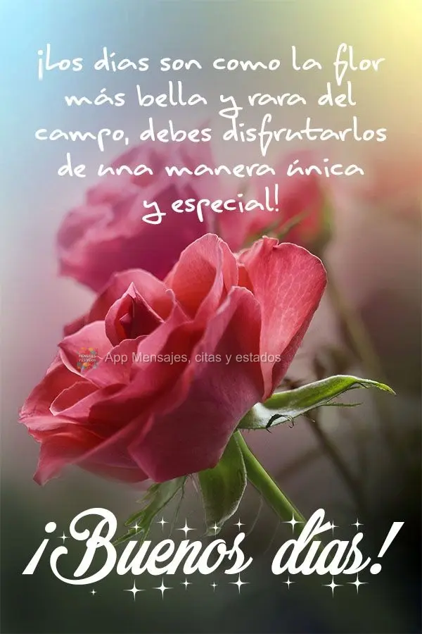 Os dias são como a flor mais bela e rara do campo, você precisa apreciá-los de forma única e especial!  Bom dia!