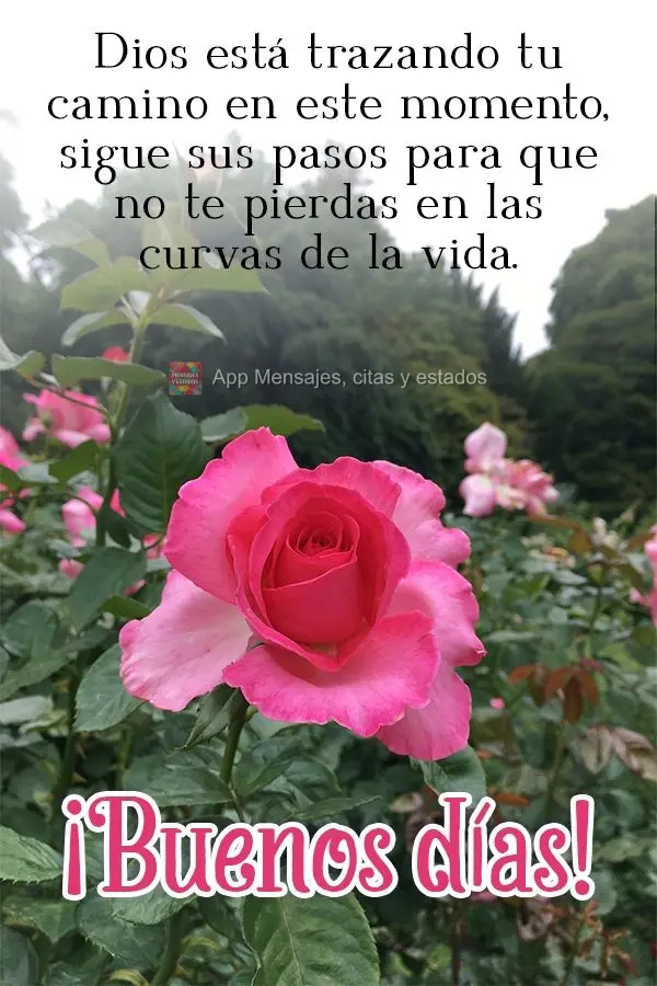 Deus está traçando seu caminho neste momento, siga seus passos para não se perder dentre as curvas da vida! Bom dia! 