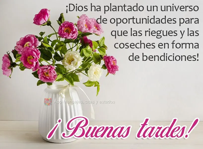 ¡Dios ha plantado un universo de oportunidades para que las riegues y las coseches en forma de bendiciones! ¡Buenas tardes!