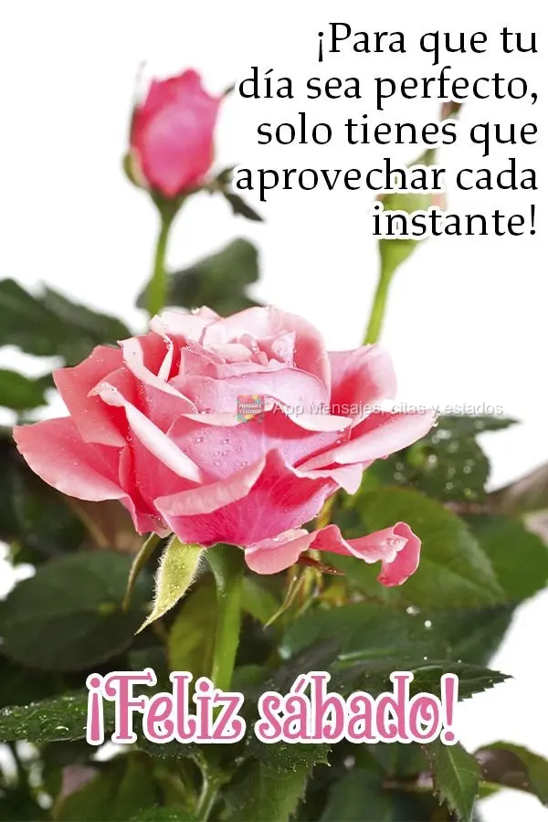 Para que seu dia fique perfeito, basta você aproveitar cada momento!  Feliz Sábado!