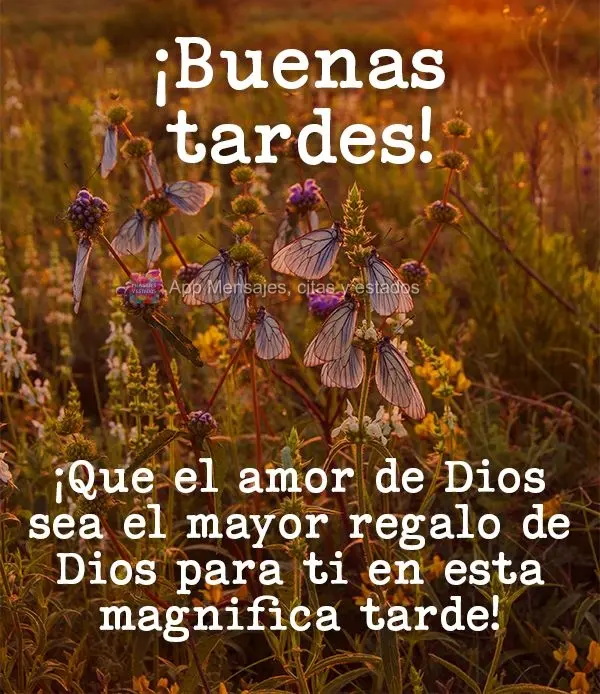 Que o amor seja o maior presente de Deus para você nesta magnífica tarde! Boa tarde! 