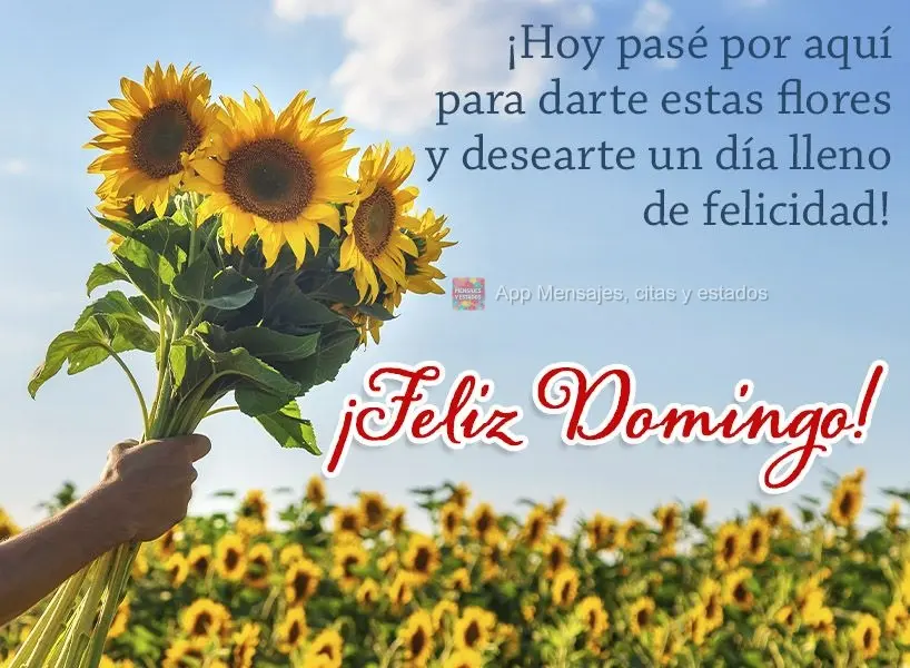 ¡Hoy pasé por aquí para darte estas flores y desearte un día lleno de felicidad! ¡Feliz domingo!