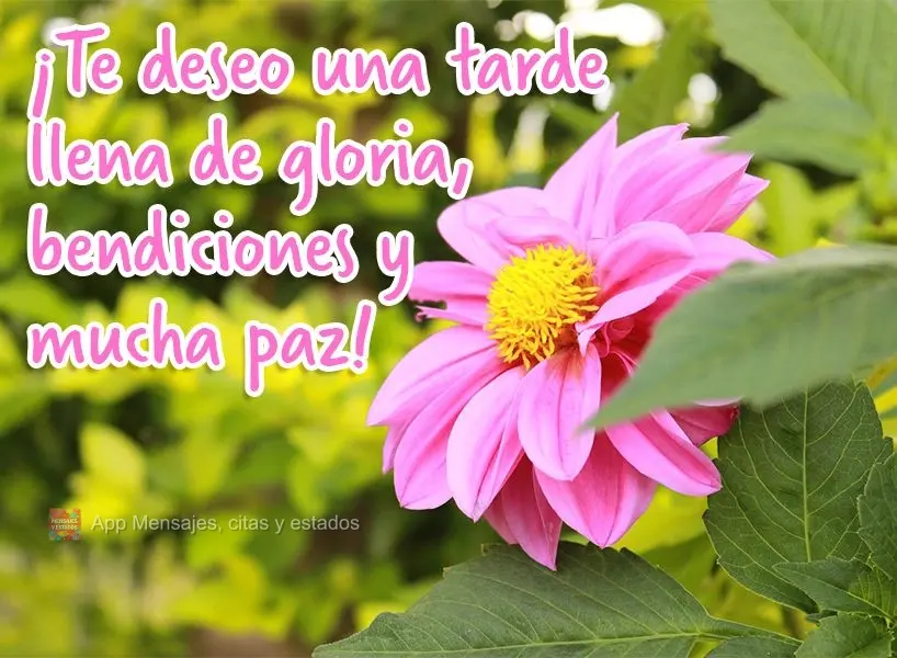 Desejo uma tarde cheia de glória, bênçãos e muita paz!