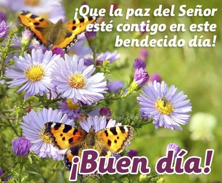 Que a paz do Senhor esteja com você neste dia abençoado! Bom dia!