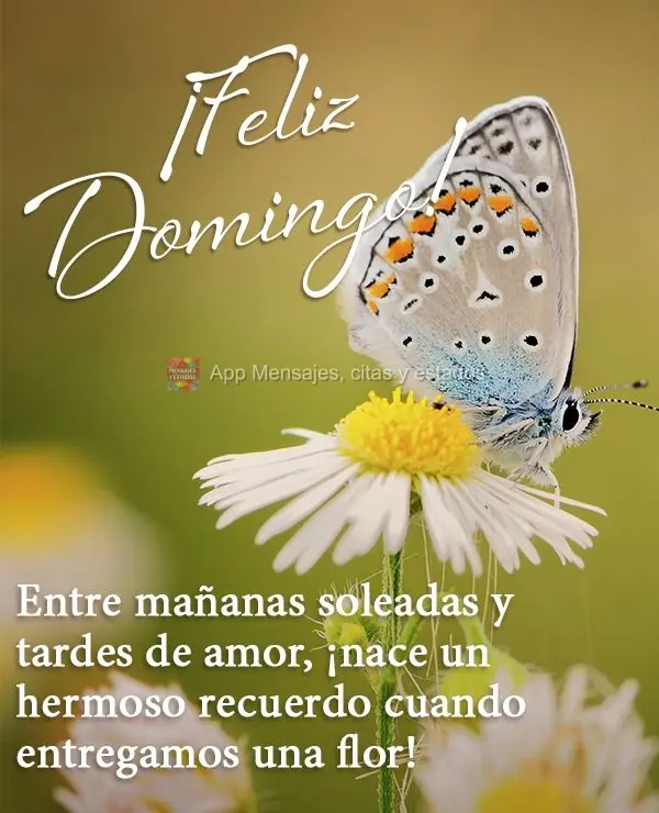 Entre as manhãs de sol e as tardes de amor, nasce uma linda lembrança quando entregamos uma flor! Feliz Domingo!