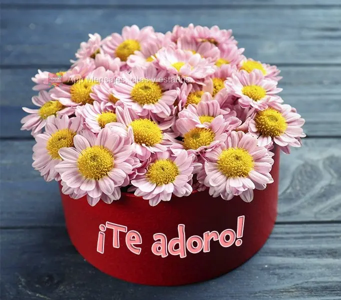 ¡Te adoro!
