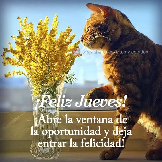 ¡Abre la ventana de la oportunidad y deja entrar la felicidad! ¡Feliz jueves!