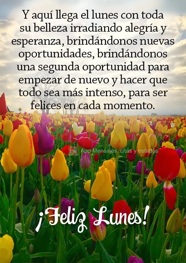 Y aquí llega el lunes con toda su belleza irradiando alegría y esperanza, brindándonos nuevas oportunidades, brindándonos una segunda oportunidad par...