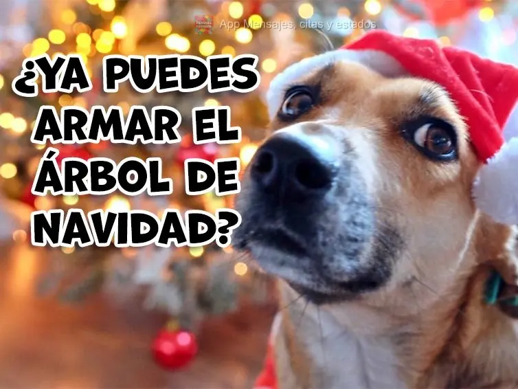 ¿Ya puedes armar el árbol de Navidad?