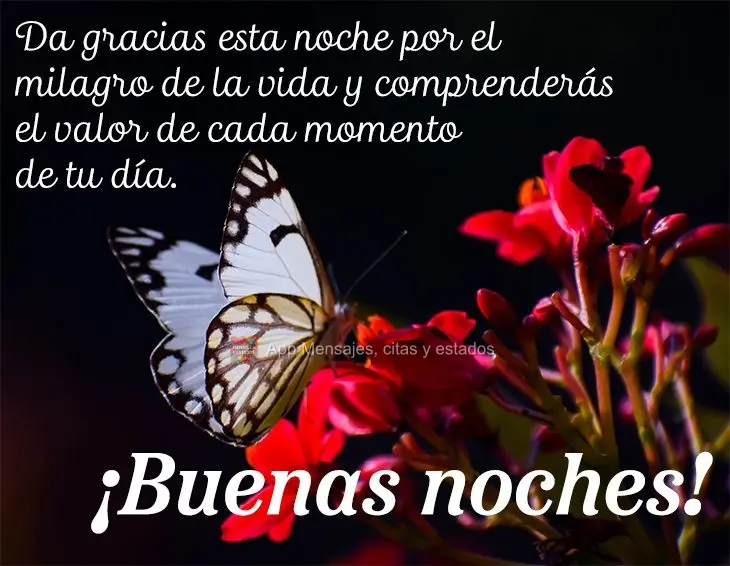 Agradeça esta noite pelo milagre da vida e entenderá o valor de cada momento do seu dia. Boa noite! 