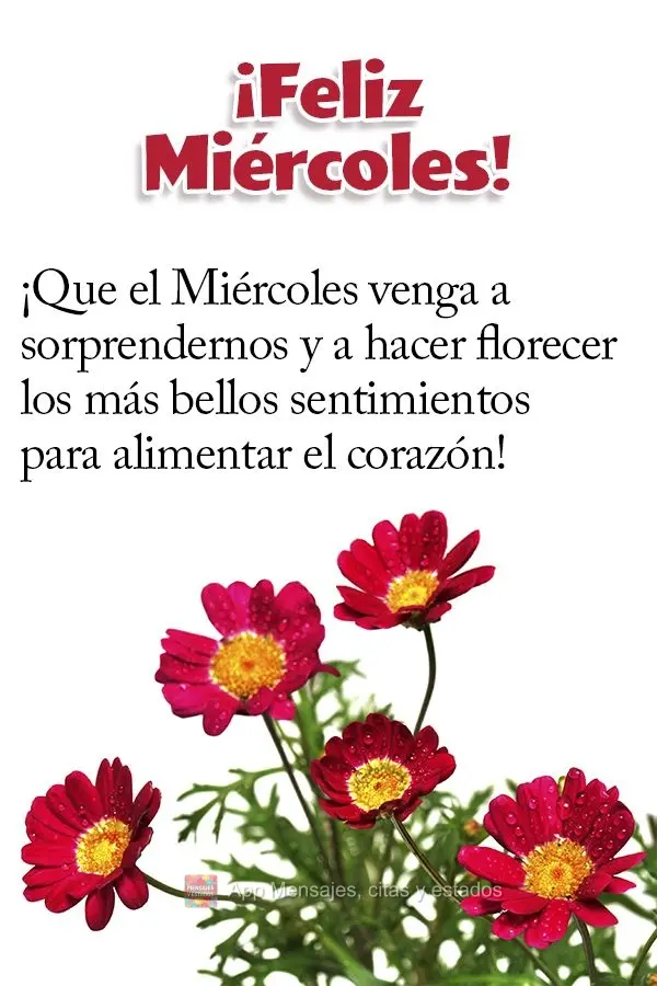 Que a Quarta-feira venha para nos surpreender e fazer florescer os sentimentos mais belos para alimentar o coração! Excelente Quarta-feira!