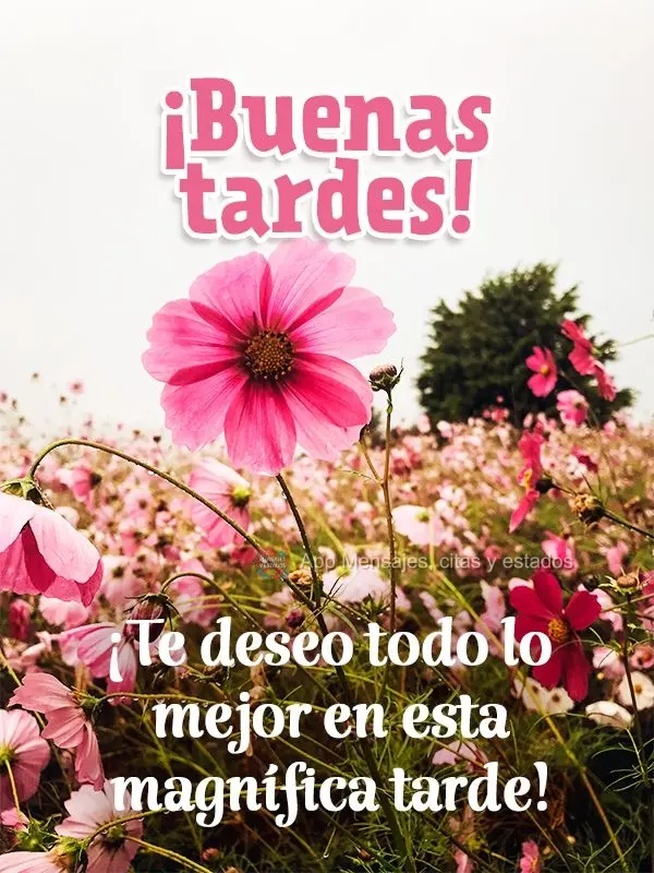 Te desejo muitas felicidades nesta magnífica tarde! Boa tarde!