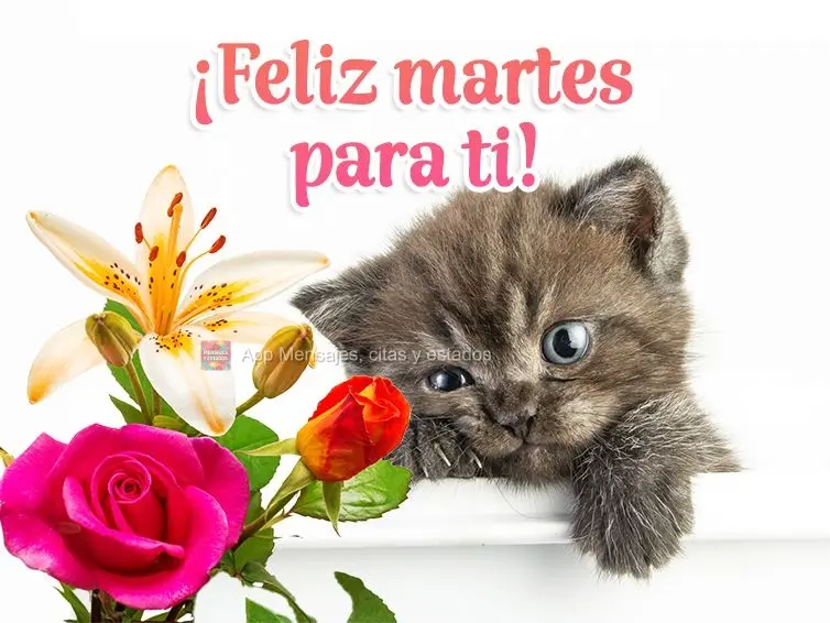 ¡Feliz martes para ti!