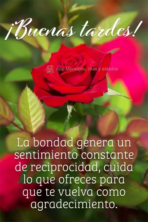 La bondad genera un sentimiento constante de reciprocidad, cuida lo que ofreces para que te vuelva como agradecimiento. ¡Buenas tardes!