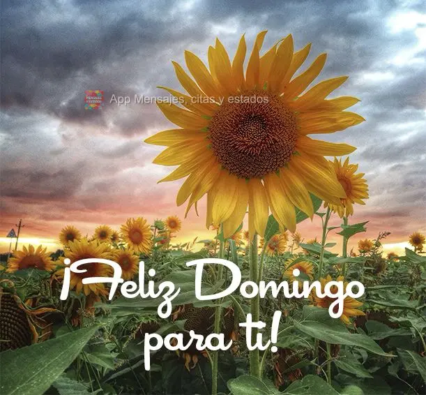 ¡Feliz domingo para ti!