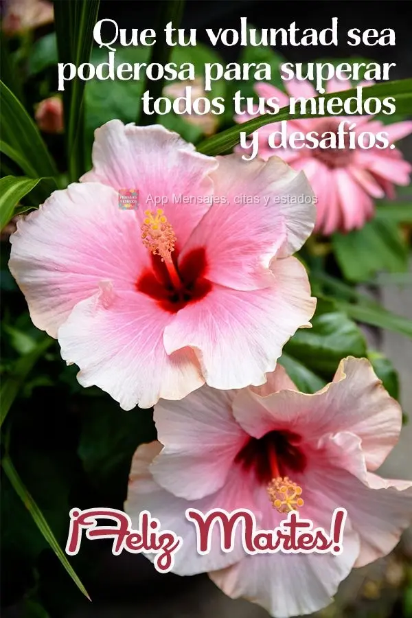 Que tu voluntad sea poderosa para superar todos tus miedos y desafíos. ¡Feliz martes!