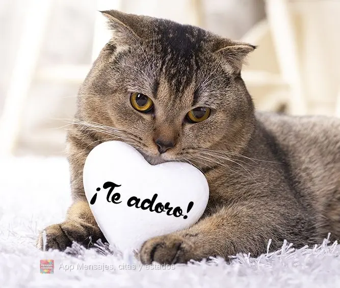 ¡Te adoro!