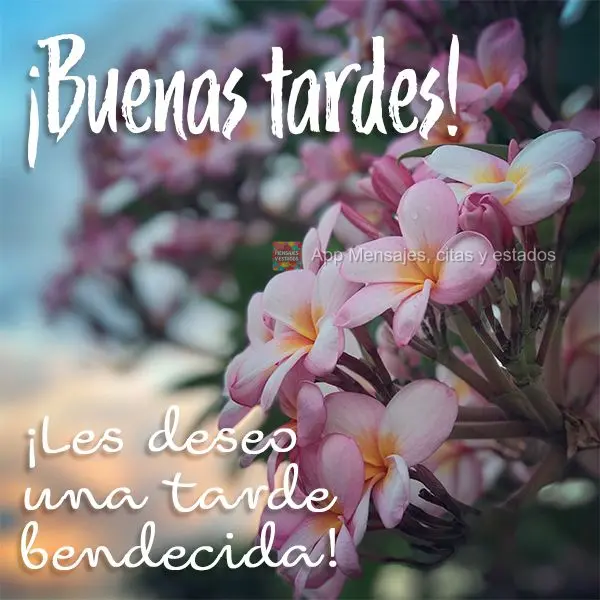 ¡Les deseo una tarde bendecida! ¡Buenas tardes!