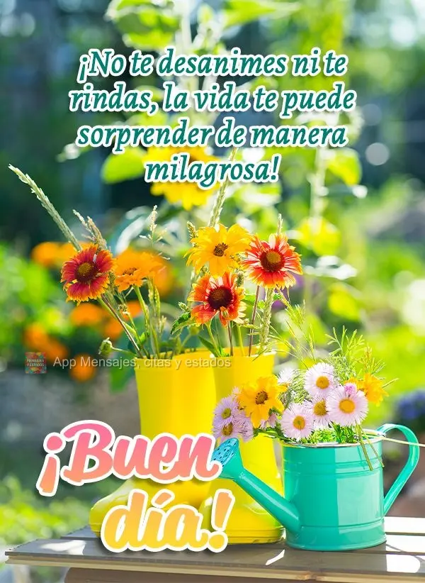 Não desanime nem desista, a vida pode surpreender de forma milagrosa! Bom dia!