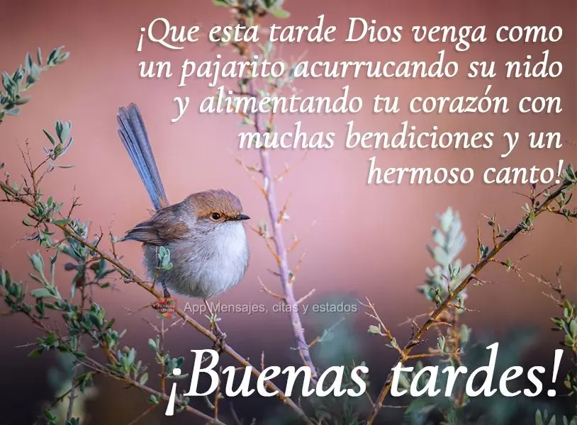 Que nesta tarde Deus venha como um passarinho aconchegando seu ninho e alimentando seu coração com muitas bênçãos e uma linda canção! Boa tarde!...