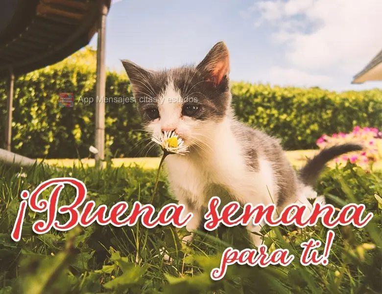 Boa semana para você!