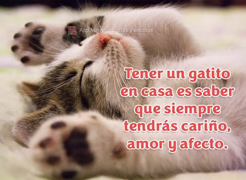 Tener un gatito en casa es saber que siempre tendrás cariño, amor y afecto.
