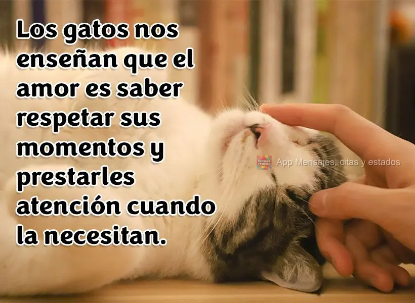Los gatos nos enseñan que el amor es saber respetar sus momentos y prestarles atención cuando la necesitan.