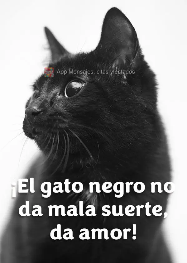 ¡El gato negro no da mala suerte, da amor!