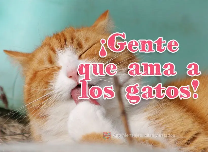¡Gente que ama a los gatos!