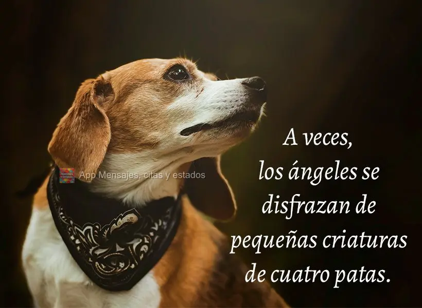 Às vezes, os anjos estão disfarçados de criaturinhas de quatro patas.