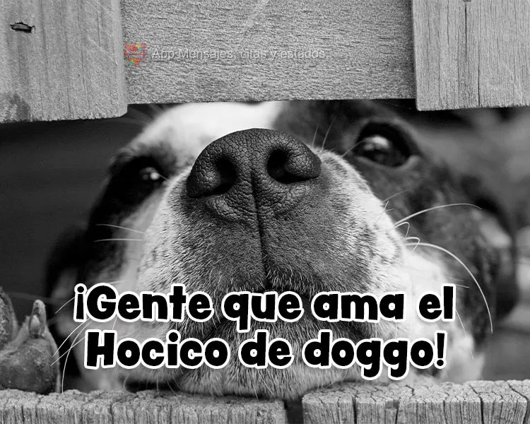 Gente que ama focinho de doguinho!