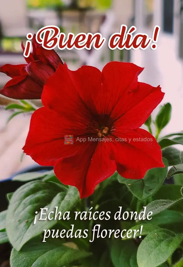¡Echa raíces donde puedas florecer! ¡Buen día!